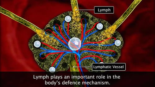 Lymphsystem