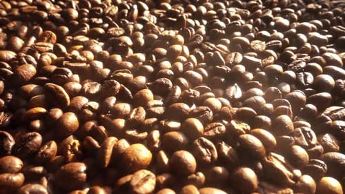 Close up of seeds of coffee
