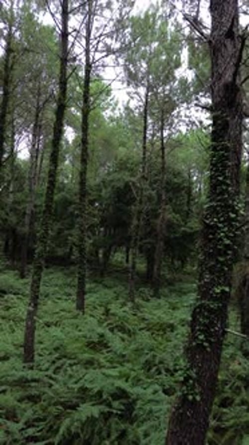 Vertikale Luftaufnahme im grünen Wald