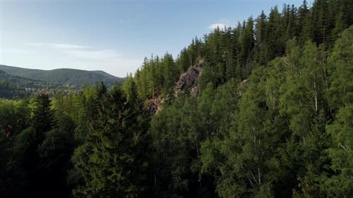 Rocks In Forest