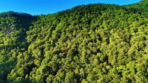 Vibrant green forest beauty. Lush green trees cover the hills under a clear blue sky