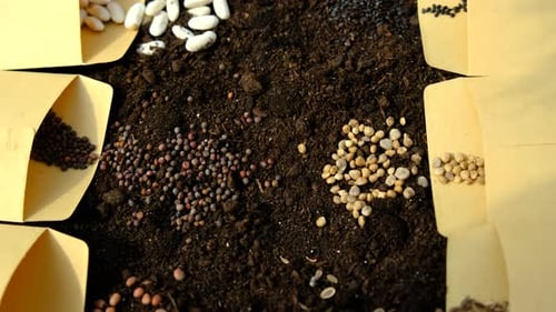 La tierra y las semillas son muchas plantas diferentes que se siembran en primavera en el jardín