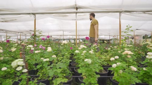 Man Walks Through Greenhouse Inspecting Roses