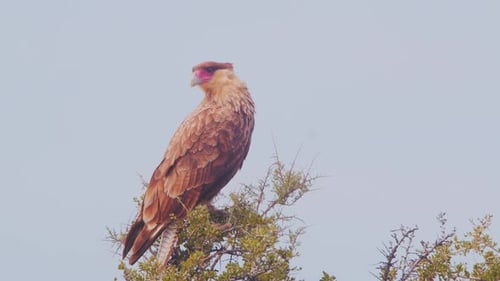 Caracara mit Haube, Plancus, der oben auf einem Dornbusch thront, buntes Raubtier, das sich umschaut