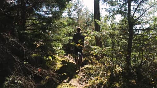 A young adult walking through the forest along the hiking trail accompanied by an unleashed dog in b
