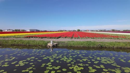 Rows Of Blooming Tulips In Netherlands - Drone Shot