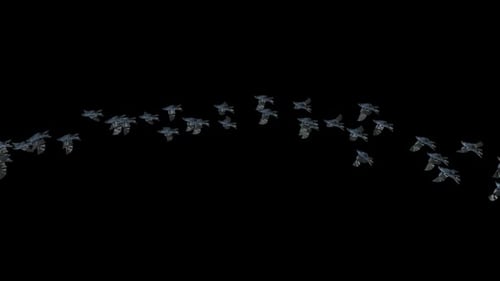 20 Fliegende Krähenvogelfledermaus HD