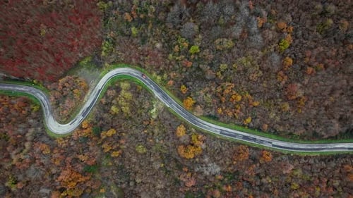 Véhicules de route Curvy Forest