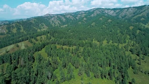 Aerial Panoramic View of Green Hills with Trees in Highlads of Altai Region Russia Beautiful Summer