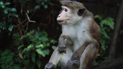 Macaca Sinica Toque Wild Monkey Sitting in Rainforest in Sri Lanka