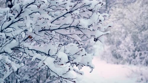 Snow Covered Branches in a Winter Forest