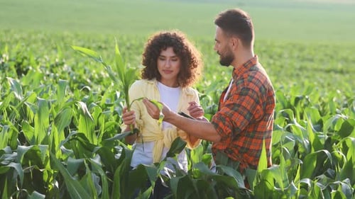 Collecting data by using digital tablet. Man and woman are on the corn agricultural field.