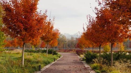 Beautiful Landscape of Autumn Tree in the Forest