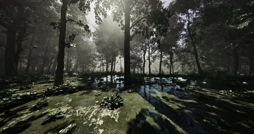 Misty Forest Landscape with Sunrays Filtering Through Tall Trees