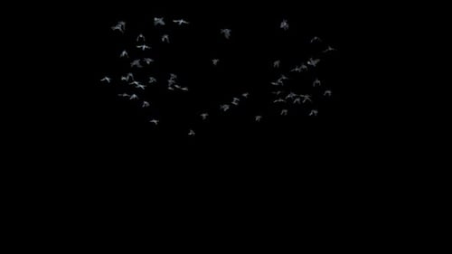 Realistic Flock of Birds Flying Animation