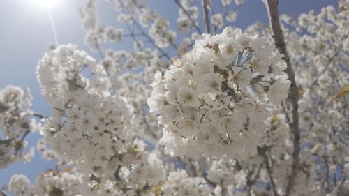 Close-up view from below of white flowers of blooming Wild Cherry tree swaying in wind