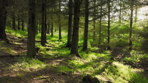 Forest in the Rays of Sunrise in Spring the Sun's Rays Break Through the Dense Crowns of Trees Old