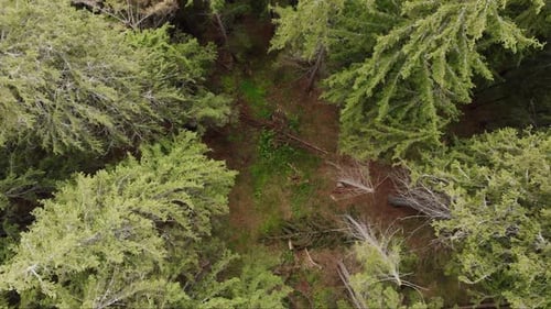 Forest Treetops With Conifer Trees In The Mountain. Aerial Drone Ascending