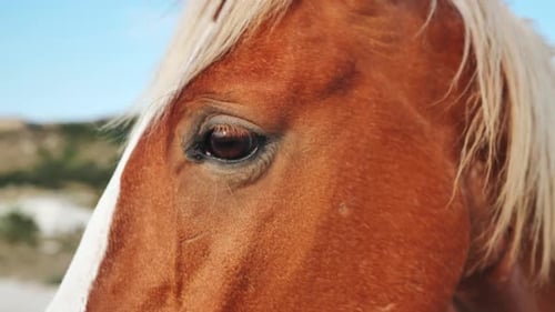 Primer plano de un caballo castaño que muestra sus ojos marrones y su melena blanca con colinas borrosas en el