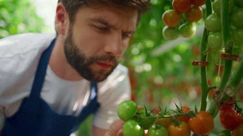 Man Farmer Inspecting Tomatoes Cultivation in Summer Green Farmland Portrait. Professional Agrarian