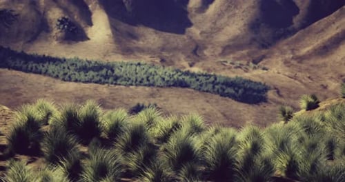Lush Green Valley Lined with Tall Grass and Mountains in the Background