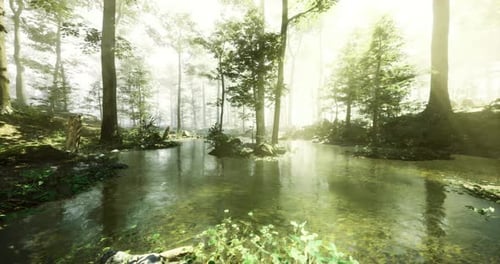 Serene Forest Landscape Featuring a Calm Pond Surrounded By Trees