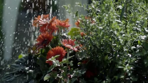 Watering Orange Gerbera Daisies in a Lush Garden