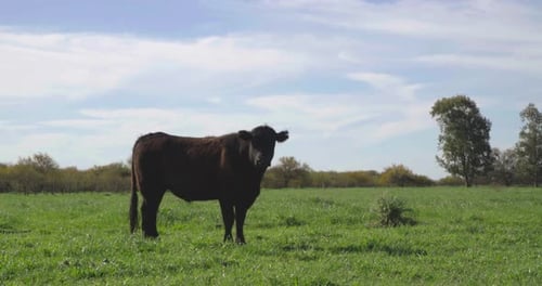 Single cow standing in a green field on a clear sunny day, trees in the background