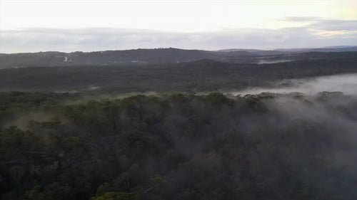 Aerial: Flying over a misty forest as a car briefly appears between the trees driving into the fog,