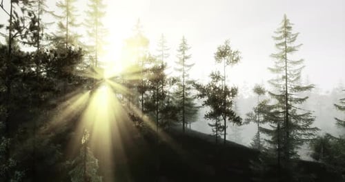 Sunlight Filtering Through Trees in a Serene Forest Landscape During Morning