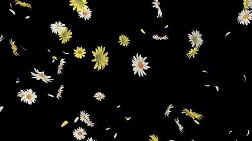 Daisy Burst mit Alpha