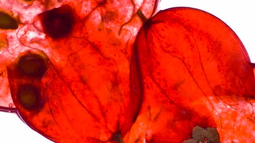Macro of Red Currant Fruit Slice on White