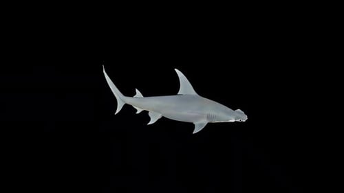 Realistic 3D Hammerhead Shark Swimming Loop Animation