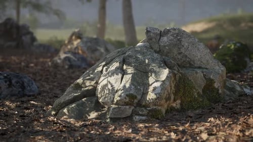 Sunlight Casting Shadows on a Mossy Rock in a Serene Forest Setting