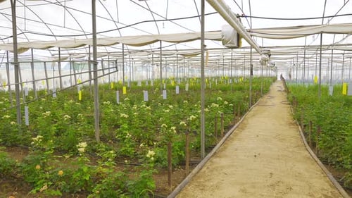 Rose production and cultivation.