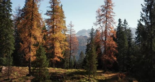 Aerial View of Forested Valley in Fall Colors