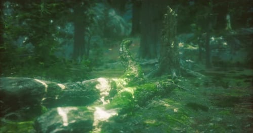 Serene Forest Landscape with Moss Covered Logs and Lush Greenery