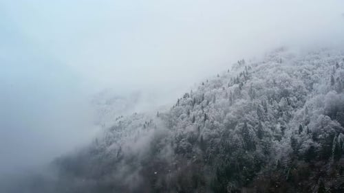Snow Covered Mountain Forest in Misty Winter Landscape