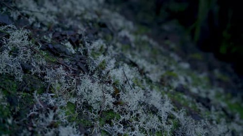 Close Up Lichen and Moss on Forest Floor