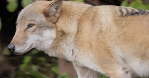 Wolf in Forest Habitat