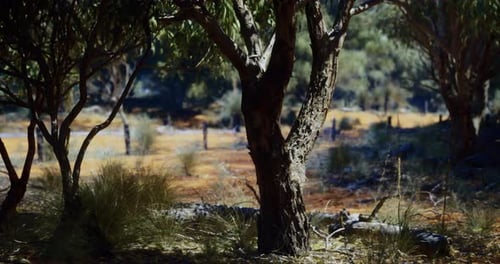 Slow Camera Pan Through Sunny Australian Bushland