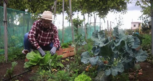 Senior woman taking care of her vegetables in the ecologic garden