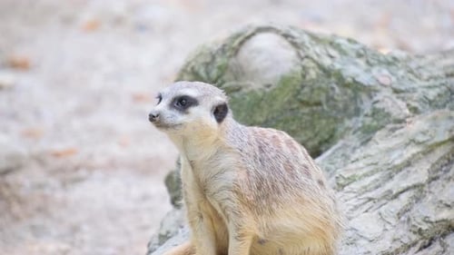 Ein Erdmännchen sitzt auf einem Baumstamm und schaut in die Kamera
