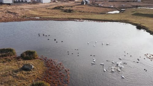Bandada de pájaros acuáticos nadando en un tranquilo estanque, patos y cisnes, aéreos