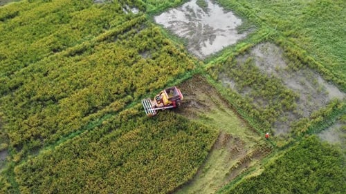 Drones fly over workers producing rice straw after harvest season in large rice fields, farmer's