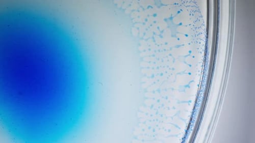 Encre à alcool diffusant dans un fluide, vue d'un motif bleu abstrait dans une boîte de Pétri