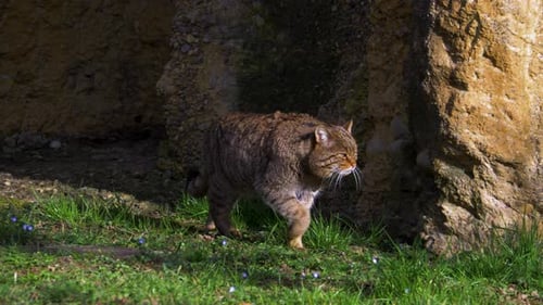 big cat walking, european wildcat (Felis silvestris silvestris) walking in green grass in the nature