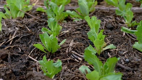 Fresh Green Plant Leaves Organic Vegetable Growth in Fertile Soil