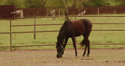 Horse Running Sport Horse Eating Grass Beautiful Mare in Field Pasture Brown Stallion Dressage