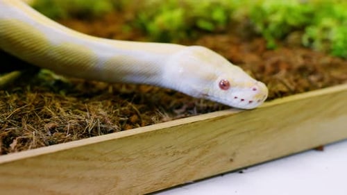 Plan au ralenti d'un serpent albinos se déplaçant doucement avec sa langue dans un environnement luxuriant